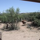 arizona from other cameras - DSCF1569